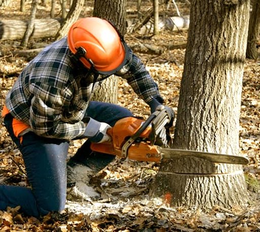 Tree Removal in Tangier, VA